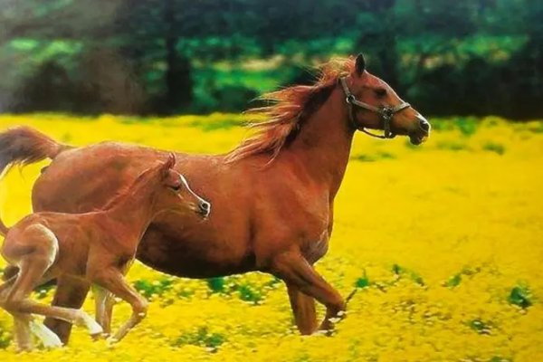 请人捉刀打一动物生肖