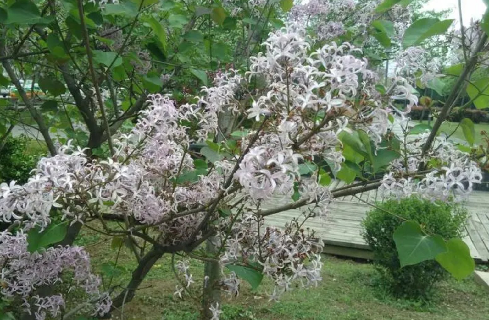 五月伊人六月丁香的美好寓意