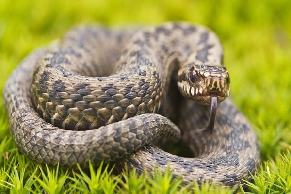 爪牙之士打一动物蛇