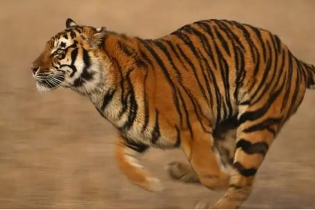 身体健康的动物是什么生肖