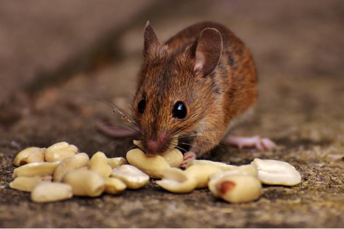 霜露之疾是指什么生肖的动物