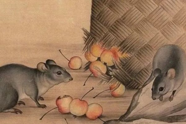 相鼠有皮的意思是什么