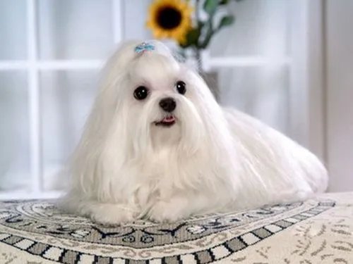 马尔济斯不好养吗？原因是什么？