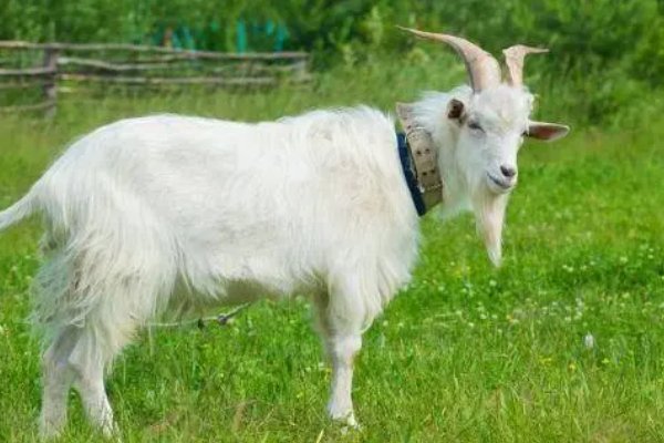 欲钱买焦虑万分的生肖