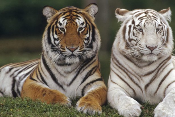 闷声不响什么动物