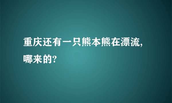 重庆还有一只熊本熊在漂流,哪来的?