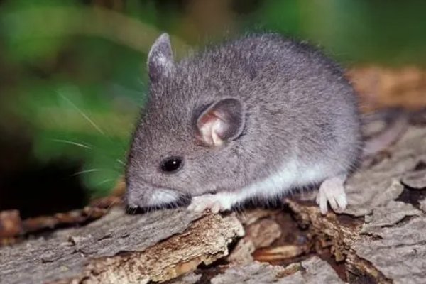 臭名昭著打一动物生肖