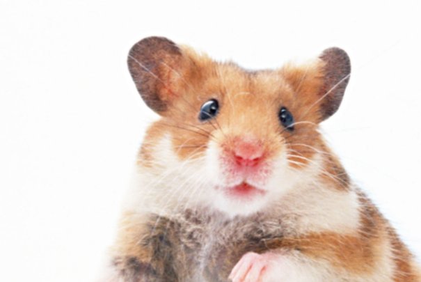 欺世惑俗形容什么生肖