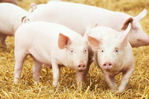 朝阳似火指是什么动物生肖