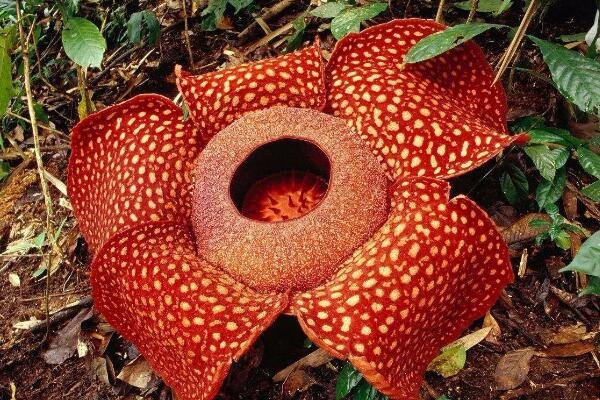 印尼村民发现臭尸百合，这种植物的生长环境是怎样的？