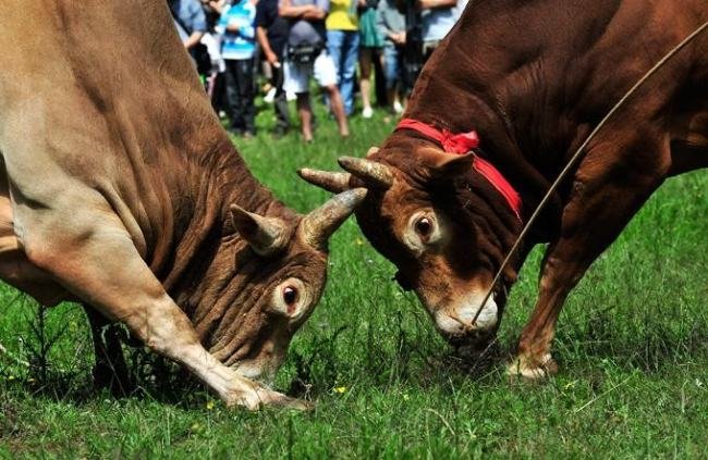 有牛字的队名和口号有哪些？