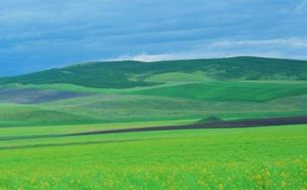 一群一群的花从无人知道的地方跑出来，在绿草上跳舞，狂欢:有的，有的，还有的……试着写出有新鲜感的语？