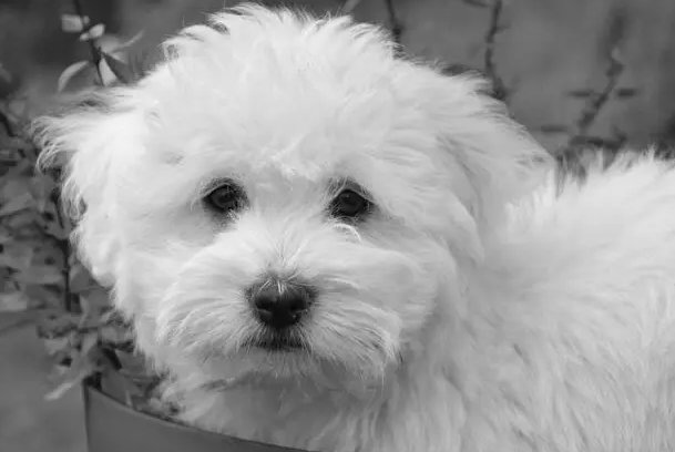 起居无吋是什么生肖