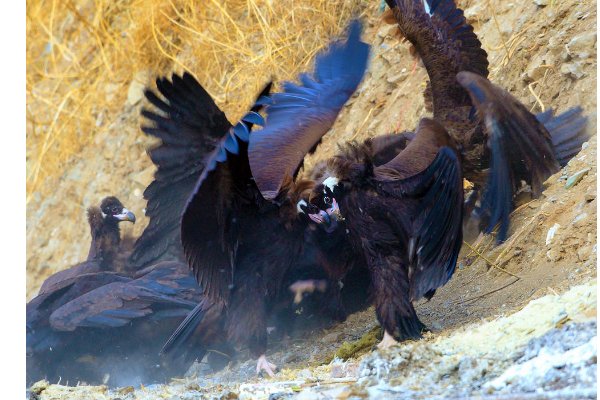 以强凌弱是指什么生肖