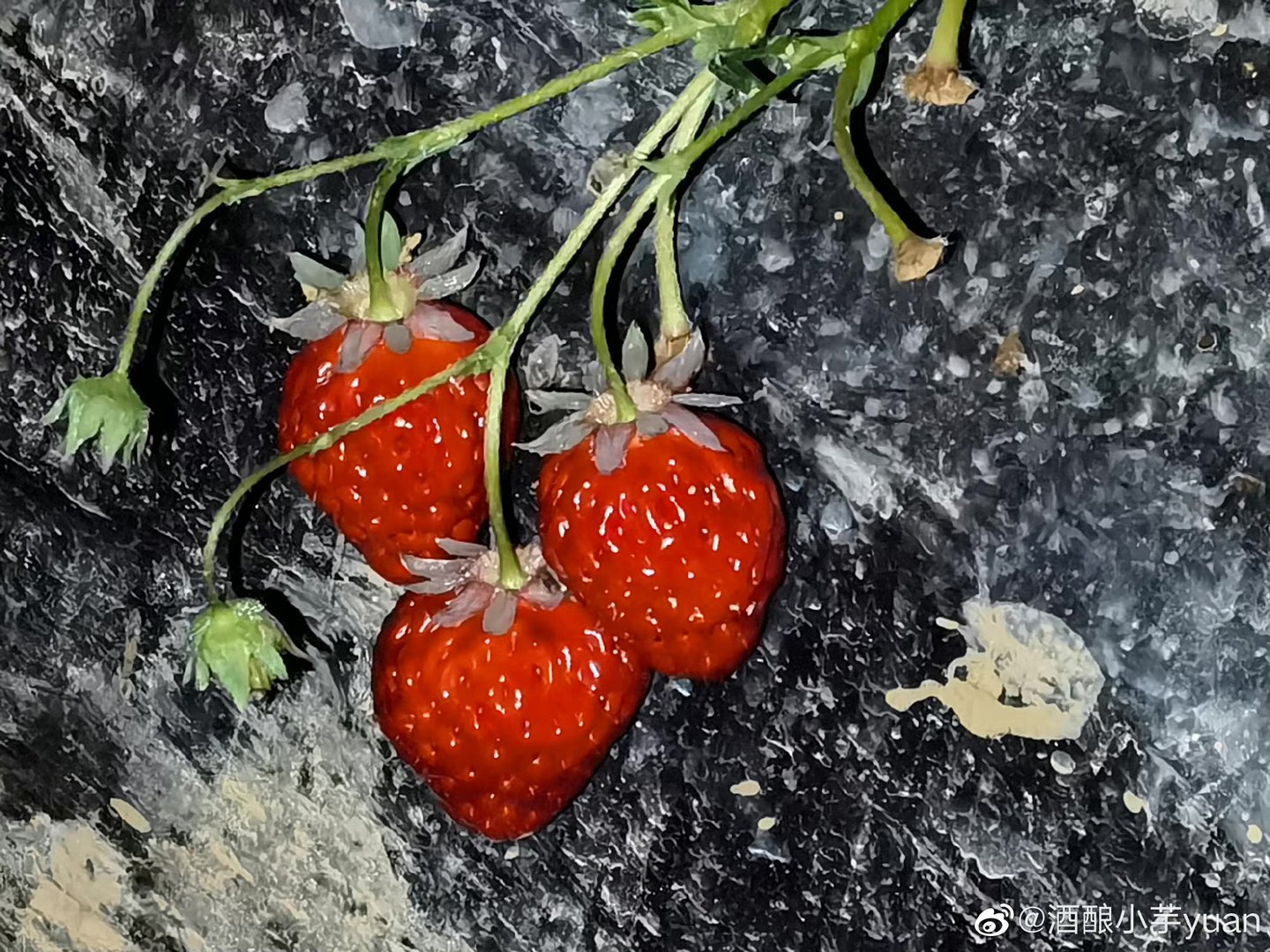 南京10万斤傅家边草莓滞销，造成其滞销的原因是什么？