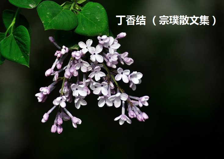 宗璞的丁香节中为什么作者说“丁香确实该和微雨连在一起”？
