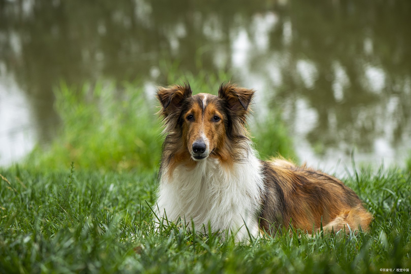 话说苏格兰牧羊犬这种狗狗，原本是一种下等犬，苏格兰牧羊犬吃什么食物？