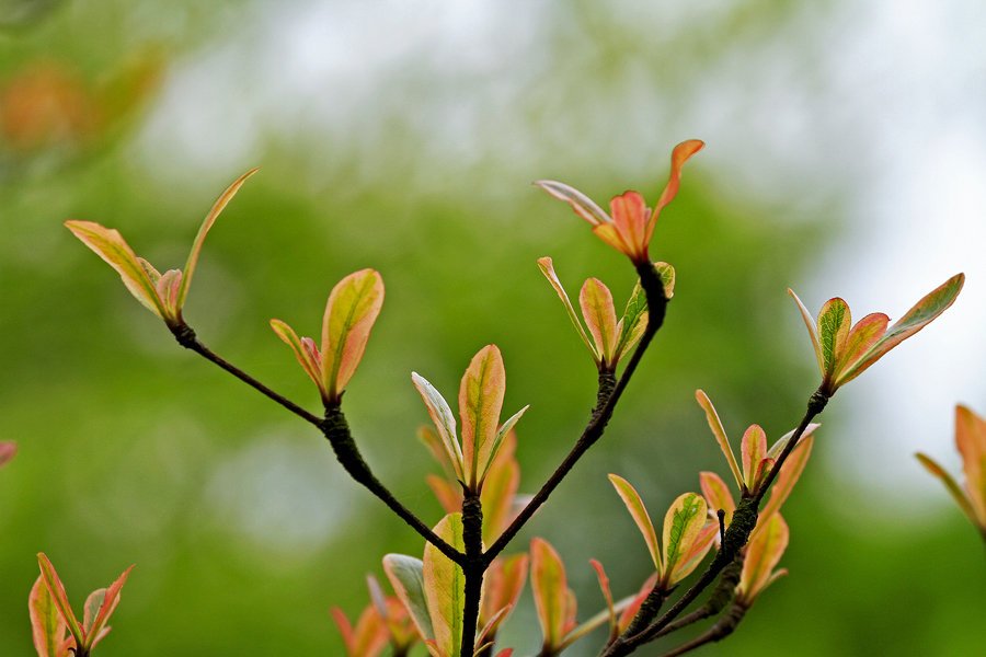 吉星高照全家福万事如意满堂春上下联