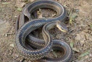 世界上最大的乌梢蛇长56米有碗口粗的乌梢你见过吗