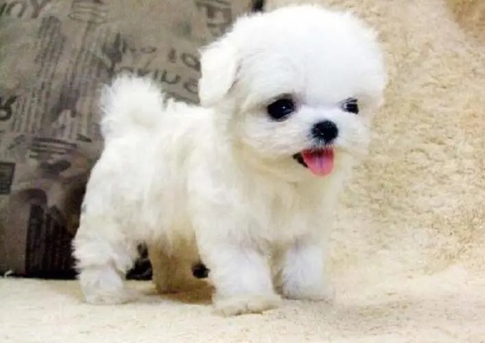 马尔济斯不好养吗?原因是什么?