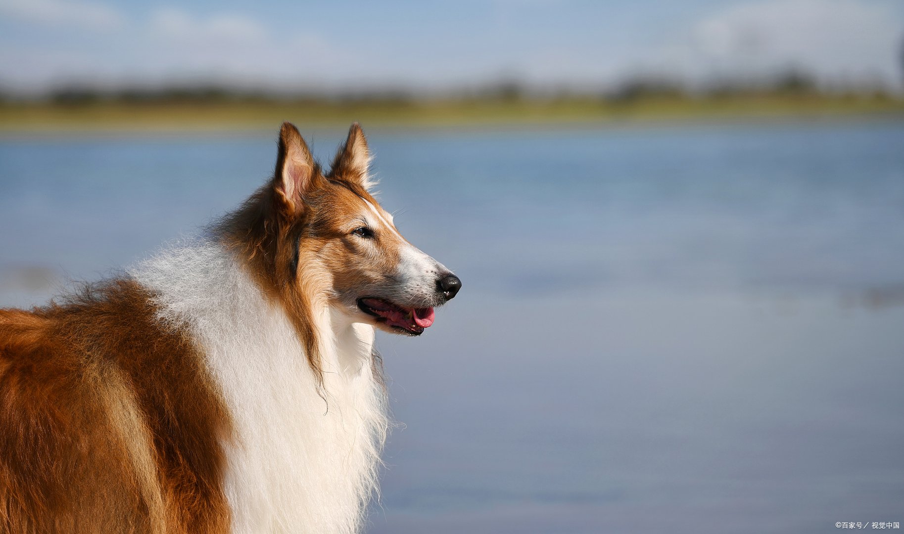 话说苏格兰牧羊犬这种狗狗,原本是一种下等犬,苏格兰牧羊犬吃什么食物?