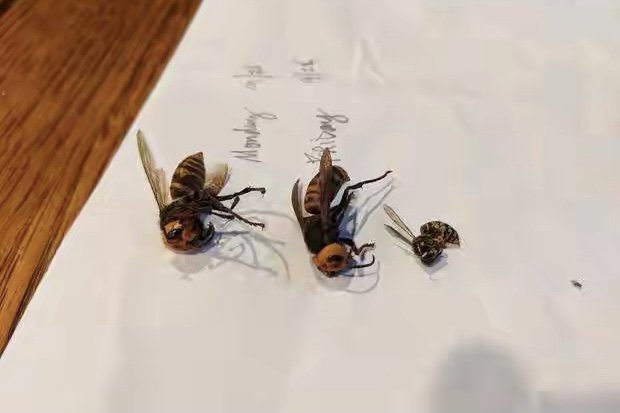 美国又现杀人大黄蜂!官方紧急宣布寻找蜂巢,特朗普为何沉默了?