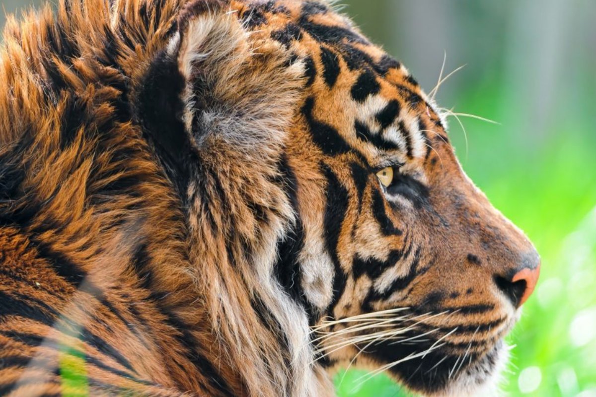 走漏风声是什么生肖