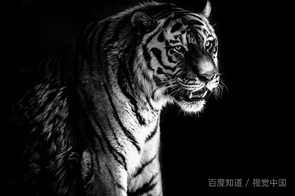 今晚开什么生肖