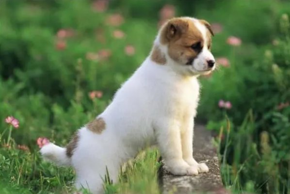 贼走关门打一准确生肖