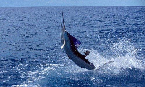 鱼跃鸟飞是什么意思？