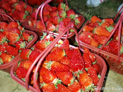 南京10万斤傅家边草莓滞销，造成其滞销的原因是什么？