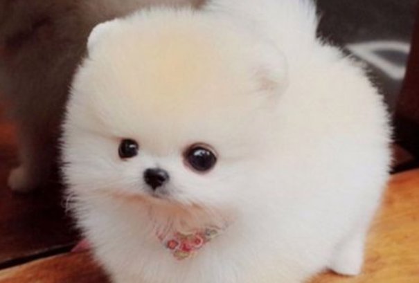 起居无吋是什么生肖