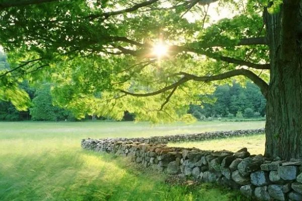 治乱扶危猜一动物