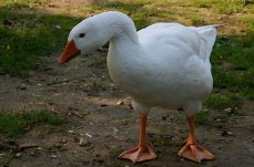 4只黑狗围攻1只大鹅结果被翻盘,当时的场景是怎样的?