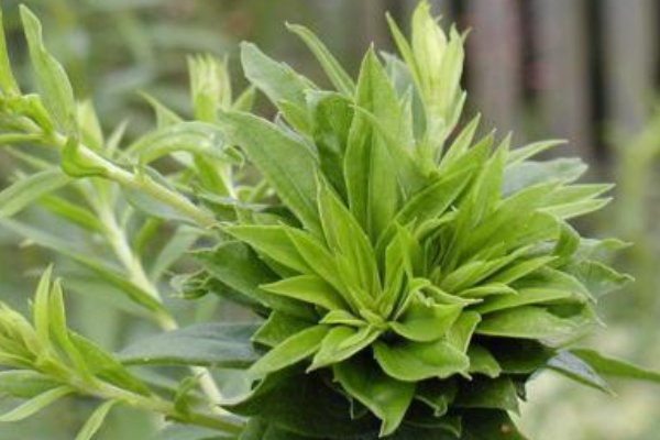 原植体植物名词解释