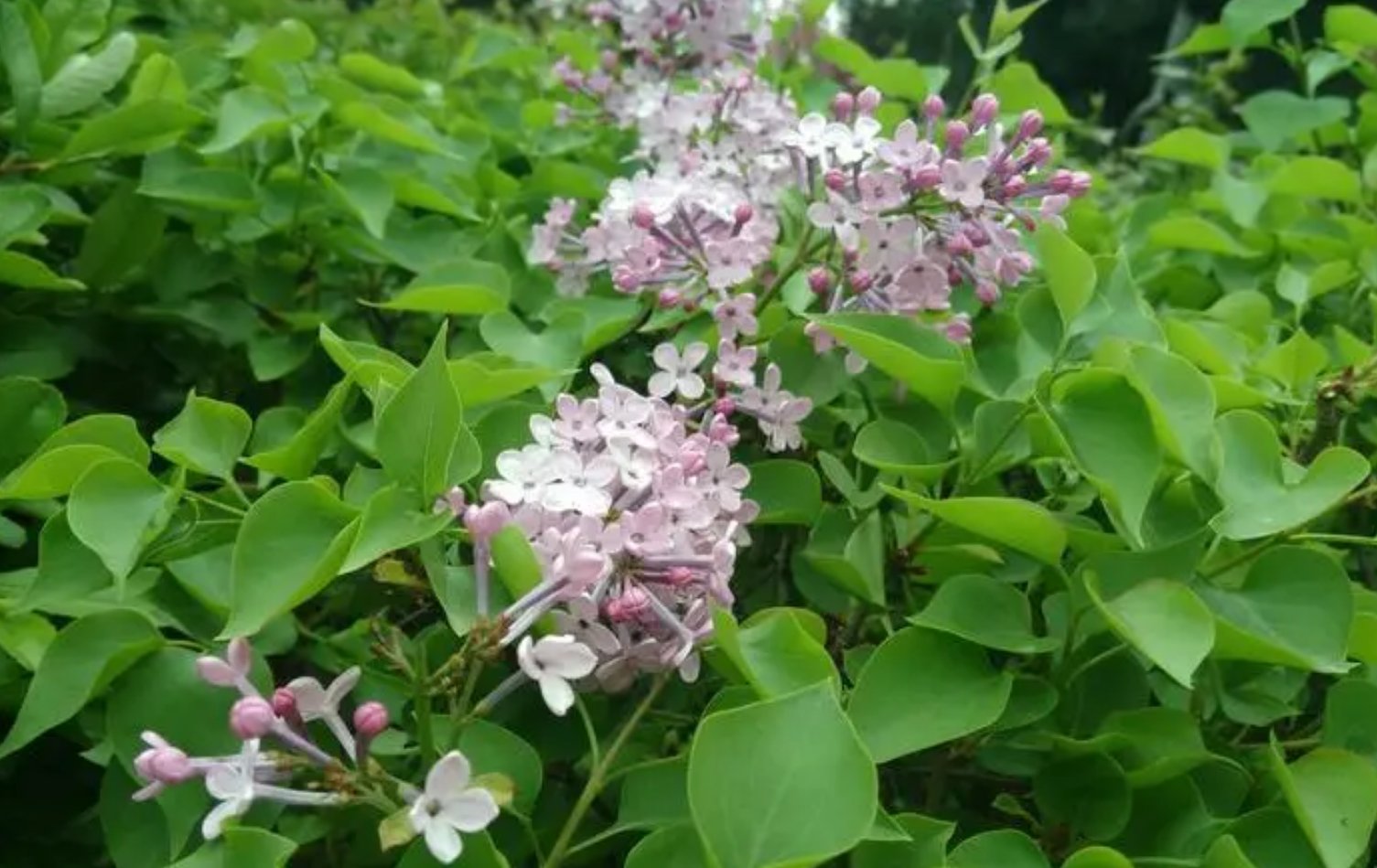 五月伊人六月丁香的美好寓意