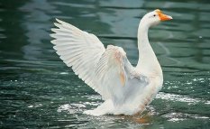 4只黑狗围攻1只大鹅结果被翻盘,当时的场景是怎样的?