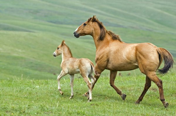 南北通商指什么动物