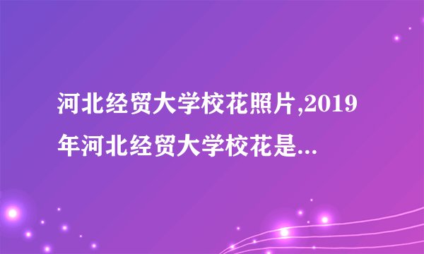 河北经贸大学校花照片,2019年河北经贸大学校花是谁(多图)