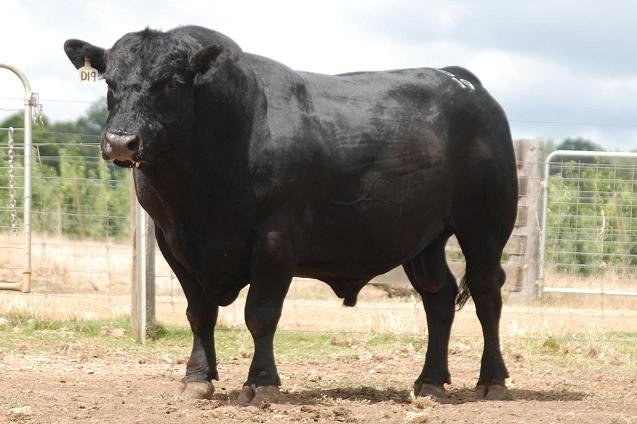 巴西发现疯牛病病例,患者出现了哪些症状?