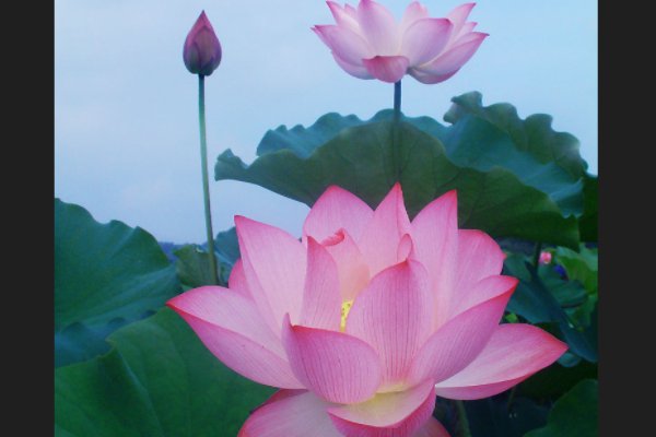 什么的池塘开满了什么的荷花，如何填空?