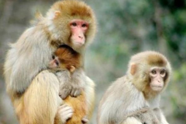 四目相对的三大生肖