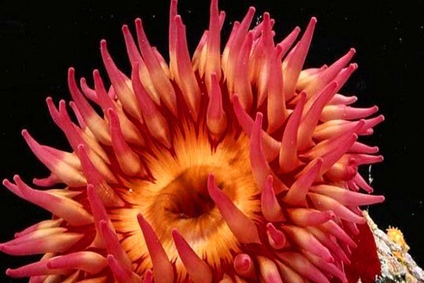 海葵和海龟的寿命哪个长