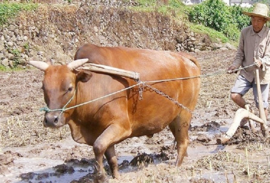 巴西发现疯牛病病例,患者出现了哪些症状?