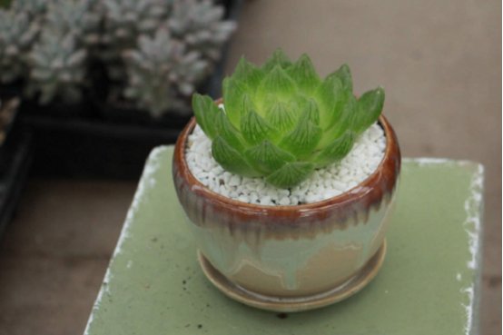 玉露长的小怎么办