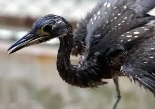 “世界上最神秘的鸟”现身广东连山，它到底有多神秘？