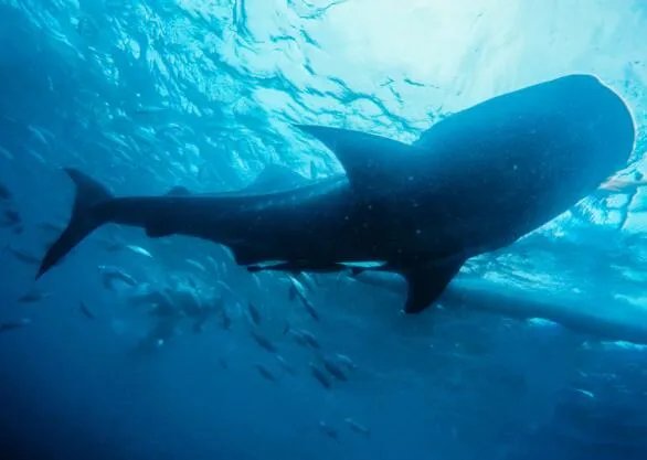 鲸的心跳每分钟多少下 鲸鱼心跳频率是多少