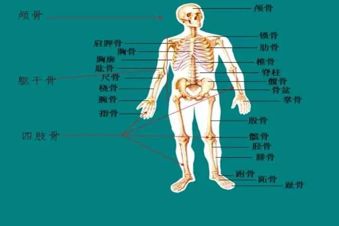 骨头分布图片