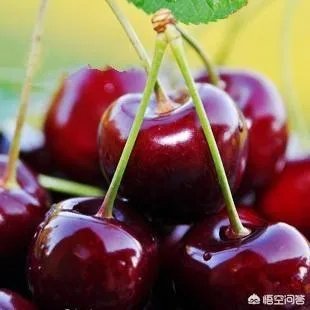车厘子和樱桃有什么区别？是同一种水果吗？