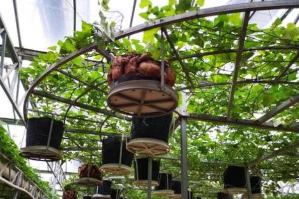 一退休专家牵牛花嫁接种出空中红薯，这是怎么做到的？